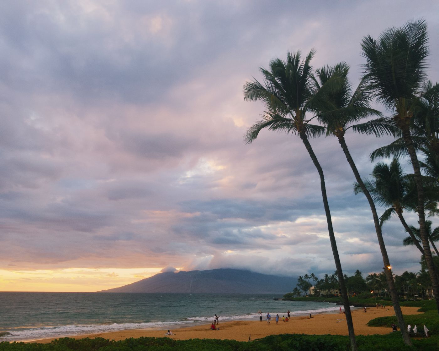 palms on a beach at sunset